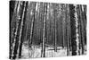 Forest after the Snow-kjkrasno-Stretched Canvas