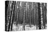 Forest after the Snow-kjkrasno-Stretched Canvas