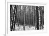 Forest after the Snow-kjkrasno-Framed Photographic Print