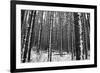 Forest after the Snow-kjkrasno-Framed Photographic Print