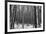 Forest after the Snow-kjkrasno-Framed Photographic Print