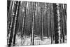 Forest after the Snow-kjkrasno-Mounted Photographic Print