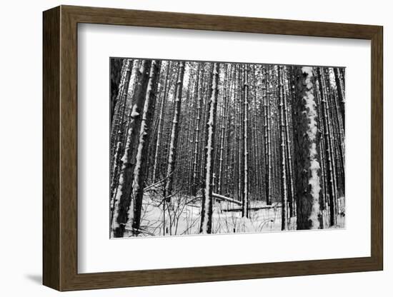Forest after the Snow-kjkrasno-Framed Photographic Print