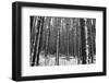 Forest after the Snow-kjkrasno-Framed Photographic Print