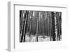 Forest after the Snow-kjkrasno-Framed Photographic Print