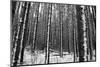 Forest after the Snow-kjkrasno-Mounted Photographic Print