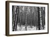 Forest after the Snow-kjkrasno-Framed Photographic Print
