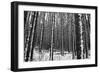 Forest after the Snow-kjkrasno-Framed Photographic Print