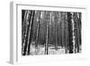 Forest after the Snow-kjkrasno-Framed Photographic Print