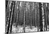 Forest after the Snow-kjkrasno-Mounted Photographic Print