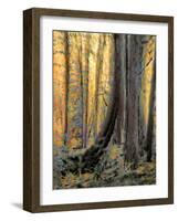 Forest Aglow-Janet Slater-Framed Photographic Print