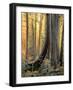 Forest Aglow-Janet Slater-Framed Photographic Print