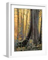 Forest Aglow-Janet Slater-Framed Photographic Print