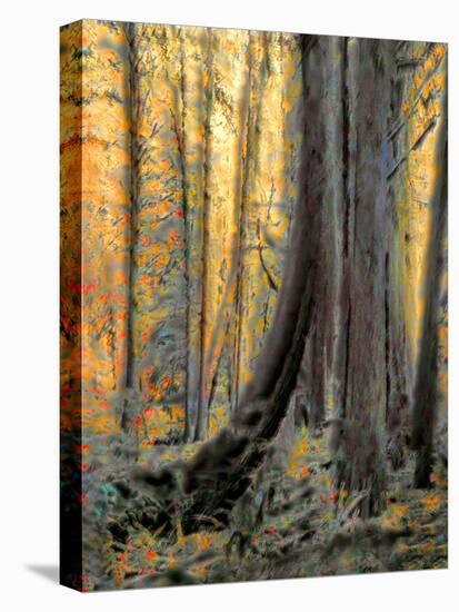 Forest Aglow-Janet Slater-Stretched Canvas