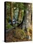 Forest along the Zig Zag River-Steve Terrill-Stretched Canvas