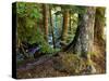 Forest along the Zig Zag River-Steve Terrill-Stretched Canvas