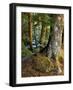 Forest along the Zig Zag River-Steve Terrill-Framed Photographic Print