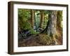 Forest along the Zig Zag River-Steve Terrill-Framed Photographic Print