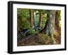 Forest along the Zig Zag River-Steve Terrill-Framed Photographic Print