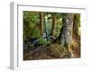 Forest along the Zig Zag River-Steve Terrill-Framed Photographic Print