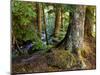 Forest along the Zig Zag River-Steve Terrill-Mounted Photographic Print