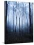 Forest and Brush in Dense Fog-Tommy Martin-Stretched Canvas