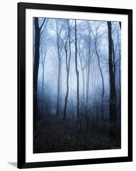 Forest and Brush in Dense Fog-Tommy Martin-Framed Photographic Print