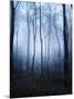 Forest and Brush in Dense Fog-Tommy Martin-Mounted Photographic Print