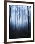 Forest and Brush in Dense Fog-Tommy Martin-Framed Photographic Print