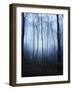 Forest and Brush in Dense Fog-Tommy Martin-Framed Photographic Print