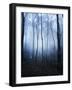 Forest and Brush in Dense Fog-Tommy Martin-Framed Photographic Print