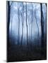 Forest and Brush in Dense Fog-Tommy Martin-Mounted Photographic Print