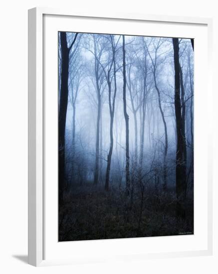 Forest and Brush in Dense Fog-Tommy Martin-Framed Photographic Print