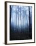 Forest and Brush in Dense Fog-Tommy Martin-Framed Photographic Print