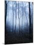 Forest and Brush in Dense Fog-Tommy Martin-Mounted Photographic Print