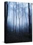 Forest and Brush in Dense Fog-Tommy Martin-Stretched Canvas