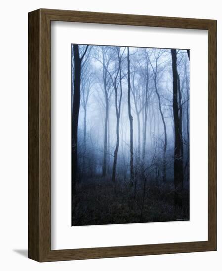 Forest and Brush in Dense Fog-Tommy Martin-Framed Photographic Print