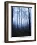 Forest and Brush in Dense Fog-Tommy Martin-Framed Photographic Print