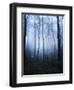 Forest and Brush in Dense Fog-Tommy Martin-Framed Photographic Print