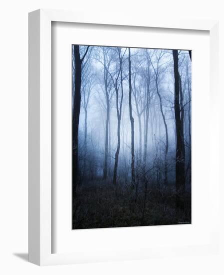 Forest and Brush in Dense Fog-Tommy Martin-Framed Photographic Print