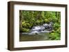 Forest And Creek 2-Janet Slater-Framed Photographic Print