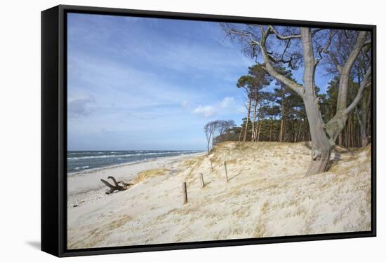 Forest and Dunes on the Western Beach of Darss Peninsula-Uwe Steffens-Framed Stretched Canvas