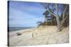 Forest and Dunes on the Western Beach of Darss Peninsula-Uwe Steffens-Stretched Canvas