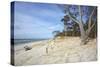 Forest and Dunes on the Western Beach of Darss Peninsula-Uwe Steffens-Stretched Canvas