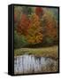 Forest and Pond in Autumn, North Landgrove, Vermont, USA-Scott T^ Smith-Framed Stretched Canvas