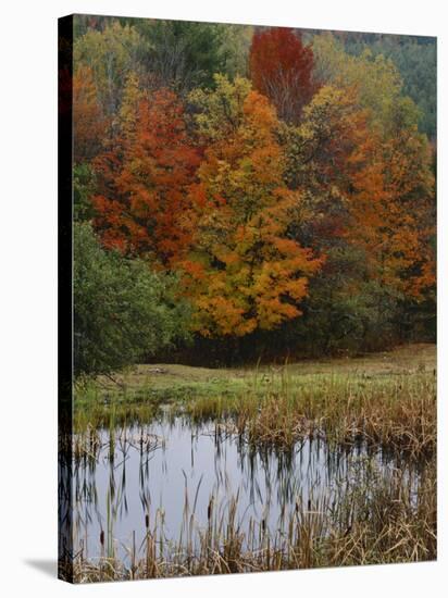 Forest and Pond in Autumn, North Landgrove, Vermont, USA-Scott T^ Smith-Stretched Canvas