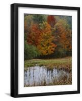 Forest and Pond in Autumn, North Landgrove, Vermont, USA-Scott T^ Smith-Framed Photographic Print