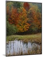 Forest and Pond in Autumn, North Landgrove, Vermont, USA-Scott T^ Smith-Mounted Photographic Print