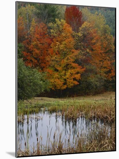 Forest and Pond in Autumn, North Landgrove, Vermont, USA-Scott T^ Smith-Mounted Photographic Print