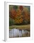 Forest and Pond in Autumn, North Landgrove, Vermont, USA-Scott T^ Smith-Framed Photographic Print